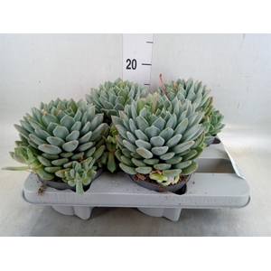 Pachyphytum  'Corvus'