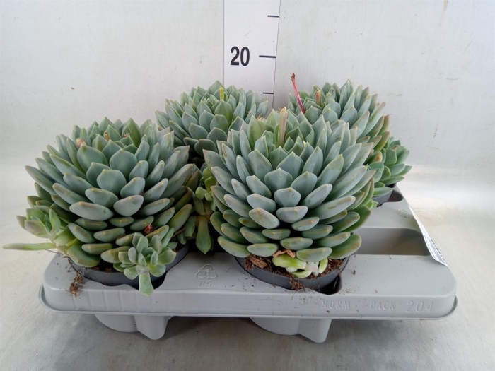 <h4>Pachyphytum  'Corvus'</h4>