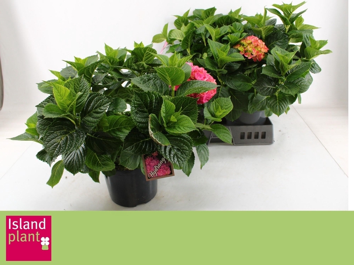 <h4>HYDR M EARLY ROSA</h4>