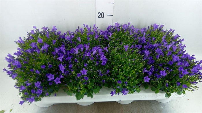 <h4>Campanula porten.</h4>