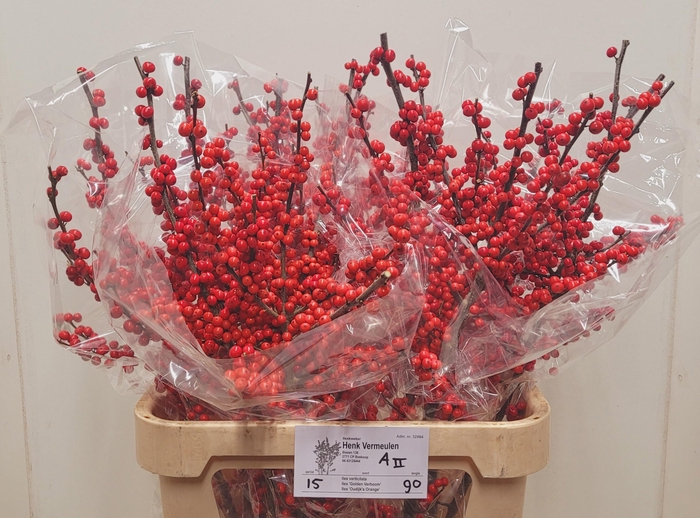 <h4>ILEX VE RODE BES</h4>