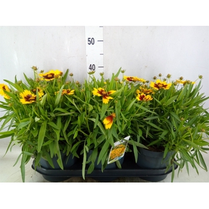 Coreopsis   ...