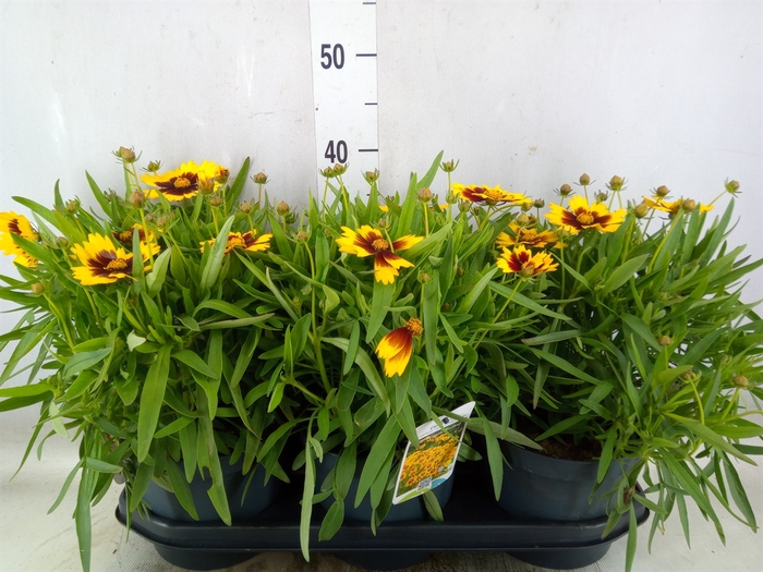 <h4>Coreopsis   ...</h4>