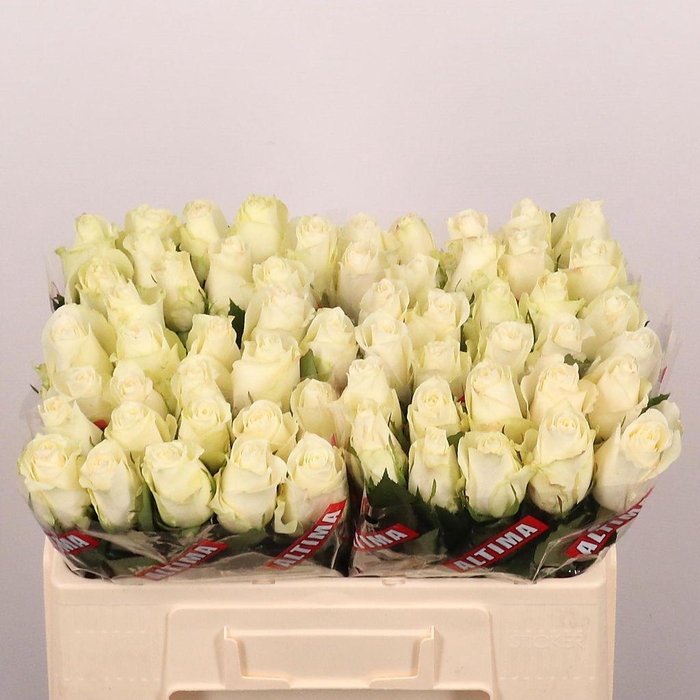 <h4>Rosa large albatros</h4>