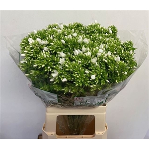 PHLOX P WHITECAP