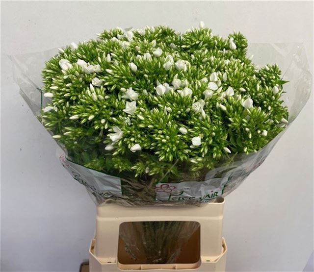 PHLOX P WHITECAP