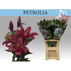 LI OR PETROLIA