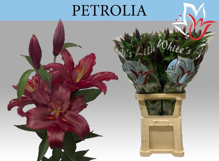 <h4>LI OR PETROLIA</h4>