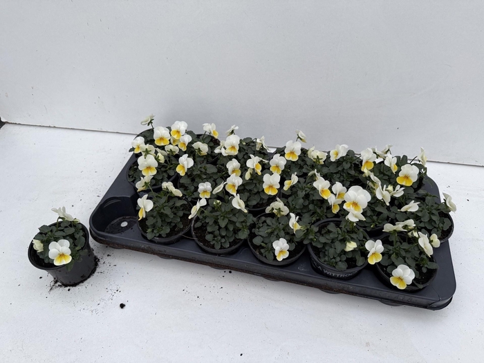 <h4>VIO CO SORBET GEM</h4>