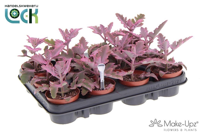 <h4>Kalanchoe Beharensis Make Upz Roze</h4>