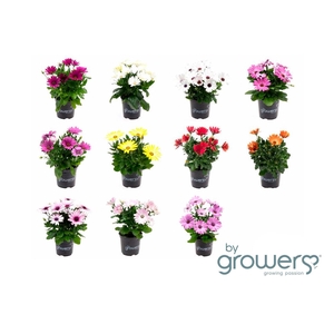 OSTEOSPERMUM ECKLONIS