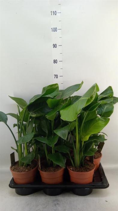 <h4>Strelitzia nicolai</h4>