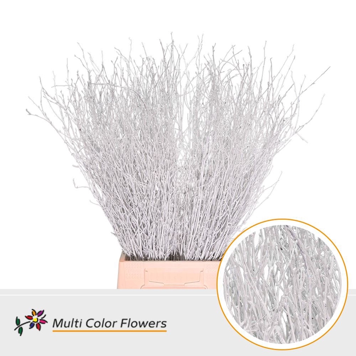 <h4>Betula Birch White</h4>