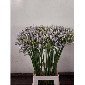 Agapanthus milka
