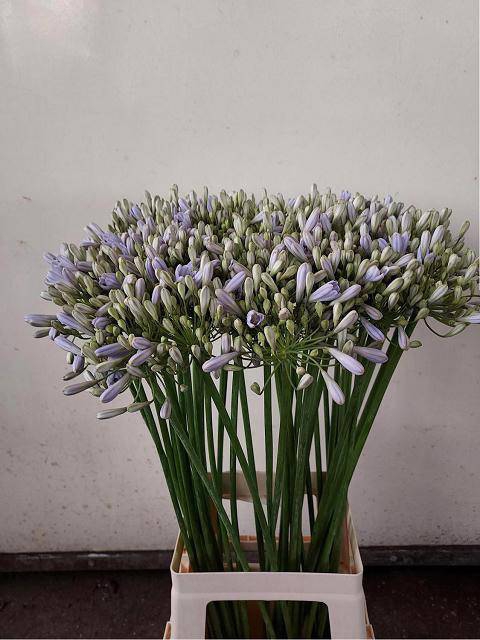 <h4>Agapanthus milka</h4>