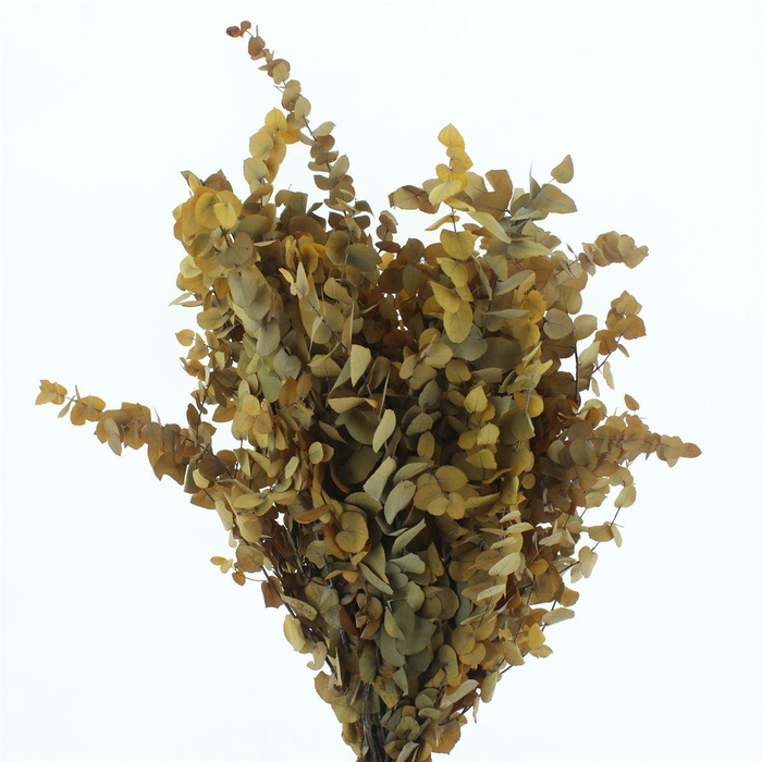 <h4>Pres Stuartiana Yellow</h4>