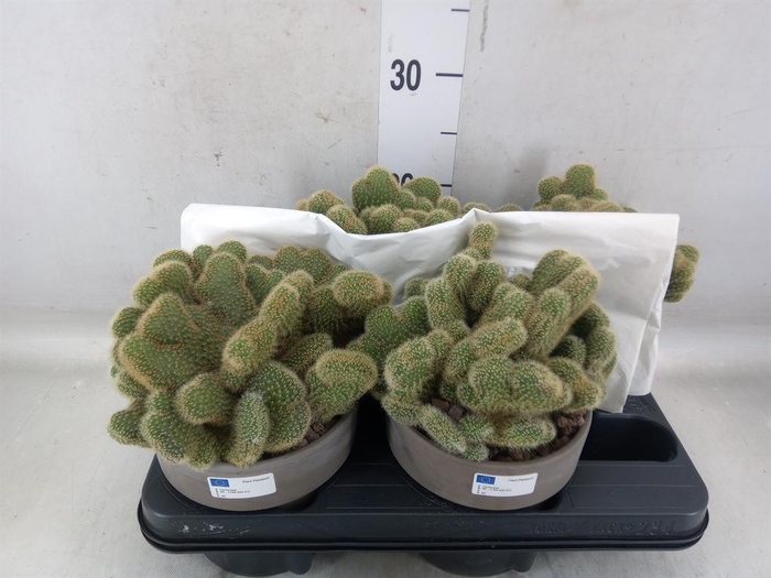 <h4>Cactus   ...</h4>