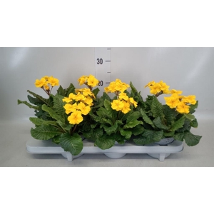 Primula elat. 'Sibel Goldgelb'