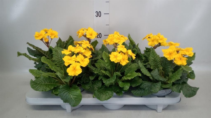 <h4>Primula elat. 'Sibel Goldgelb'</h4>