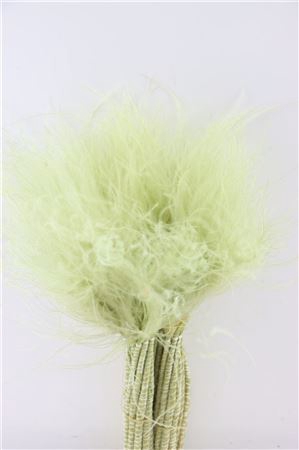 <h4>Dried Stypha Penata Mint Green Bunch</h4>