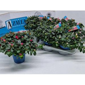 Azalia Hellmut Vogel mix 14Ø 30cm 32Ø