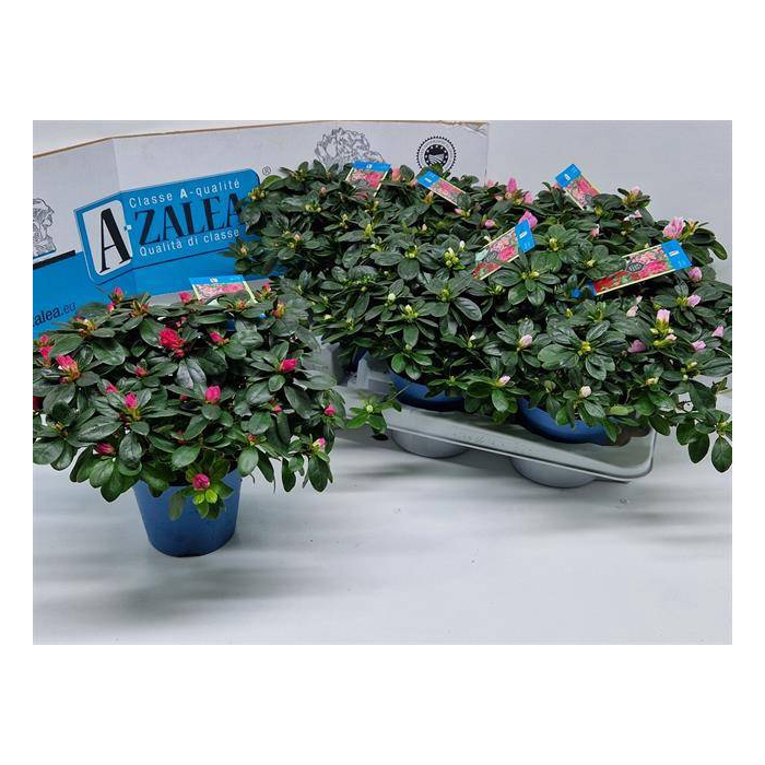 <h4>Azalia Hellmut Vogel mix 14Ø 30cm 32Ø</h4>