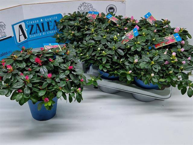 Azalia Hellmut Vogel mix 14Ø 30cm 32Ø