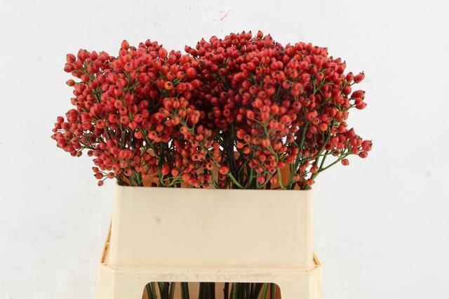 ROSA MAG PRIDE 080CM