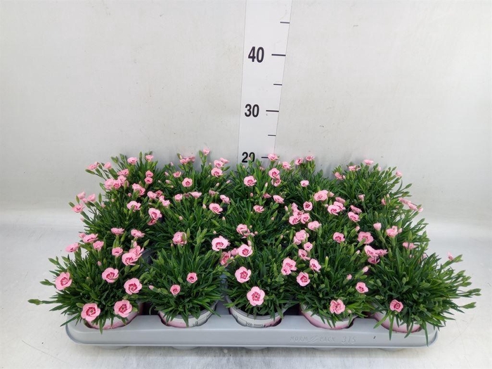 <h4>Dianthus  'Diantica Peach Party'</h4>