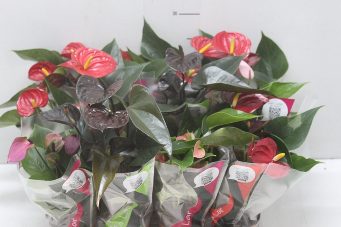 <h4>ANTHURIUM VARIADO P09</h4>