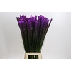 Liatris Callilepis