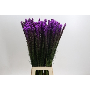 Liatris Callilepis