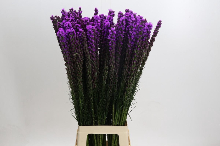 <h4>Liatris Callilepis</h4>
