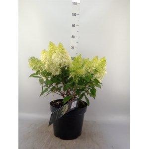 Hydrangea pan.