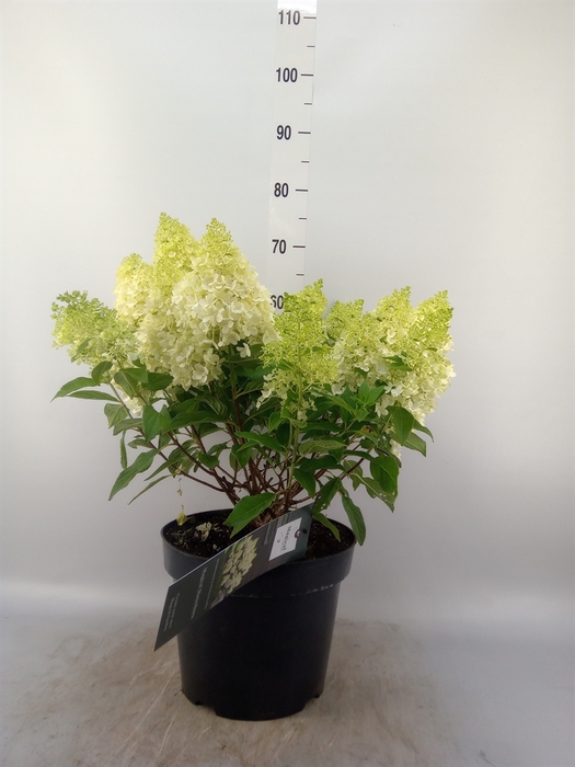<h4>Hydrangea pan.</h4>