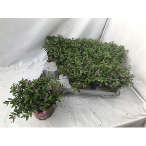 CUPH HYSSOPIFOLIA