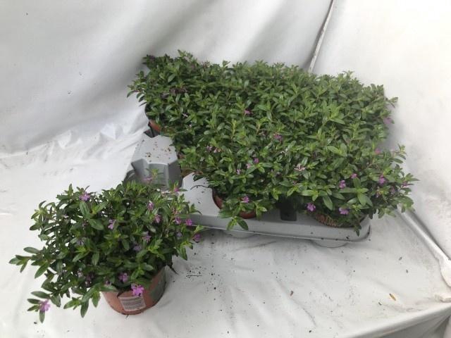 <h4>CUPH HYSSOPIFOLIA</h4>
