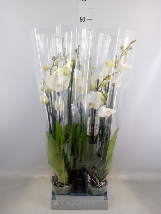 <h4>Phalaenopsis  'White World'</h4>