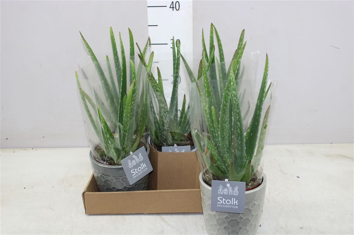 <h4>Aloe Vera In Gaia Keramiek</h4>