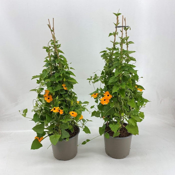 <h4>Thunbergia P19 Pyramide</h4>