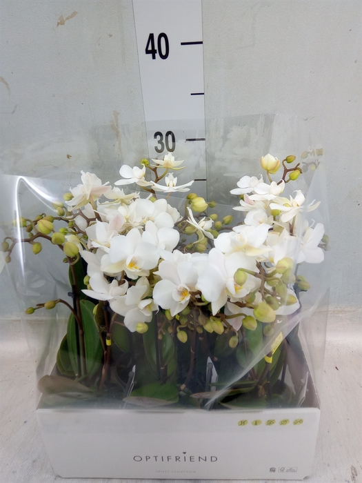 <h4>Phalaenopsis multi.   ...white</h4>