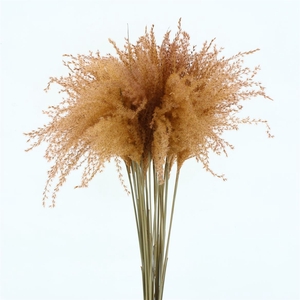 Dried Stipa Feather Salmon