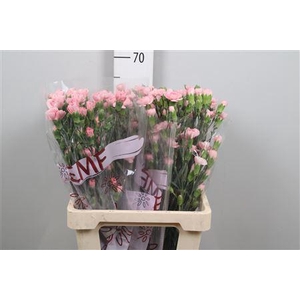 Di Tr Rascal Pink