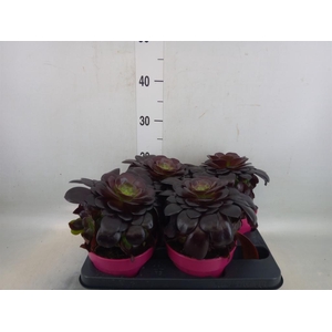 Aeonium arboreum 'Velours'