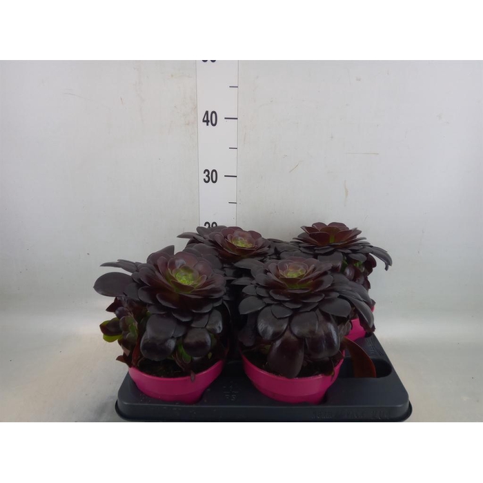 <h4>Aeonium arboreum 'Velours'</h4>