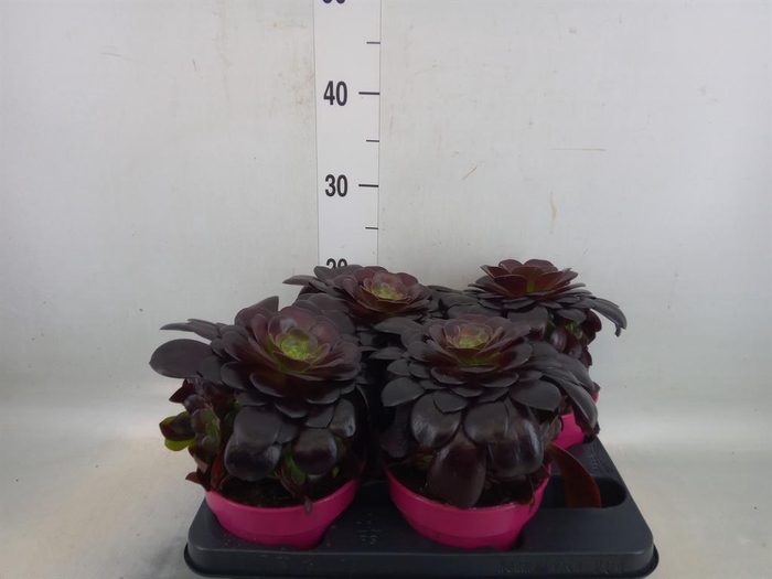 <h4>Aeonium arboreum 'Velours'</h4>