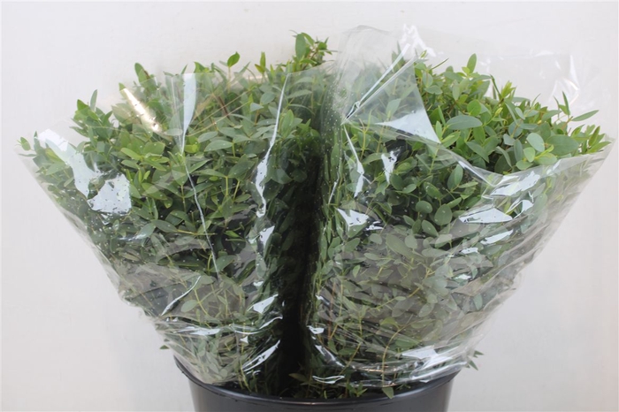 <h4>Euca Parvifolia Short 150gr P Bunch</h4>