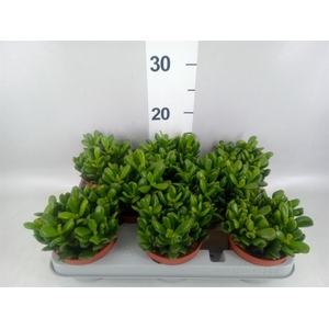 Crassula ovata 'Gandalf'
