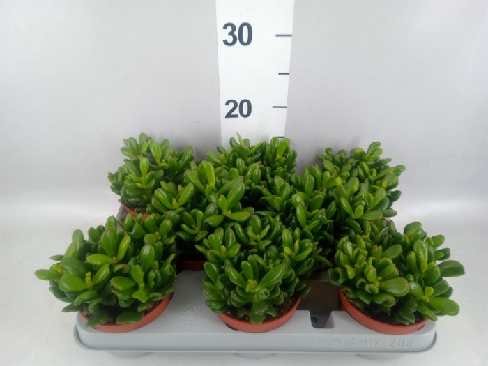 <h4>Crassula ovata 'Gandalf'</h4>