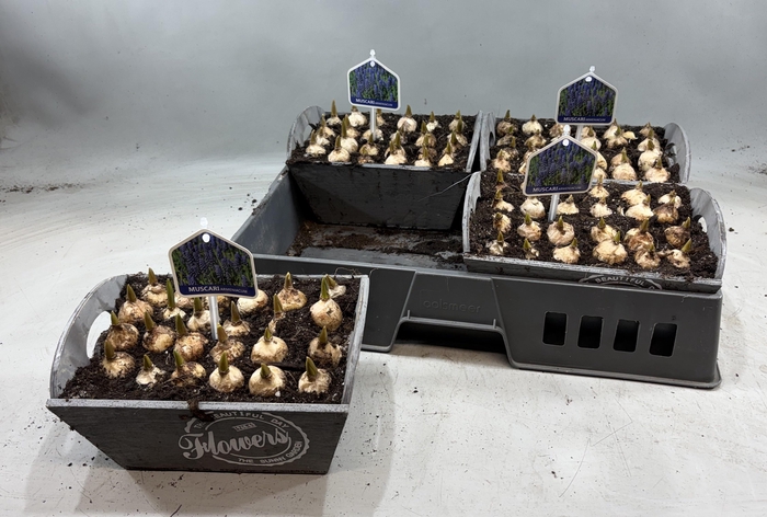 <h4>ARR MUSCARI</h4>